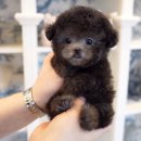 톰퍼피 강아지분양 이미지