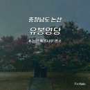 [논산] 배롱나무 명소 1탄, 유봉영당 / 대전 근교 꽃구경
