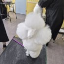 양산유캔애견미용학원