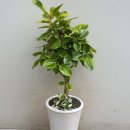 하나숙녀복 이미지