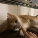 네발친구 이미지