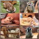 제주 자고가 | 제주 서쪽 신화월드 가볼만한곳 모모쥬 동물원 할인 주차 꿀팁, 3대 가족 대만족 후기