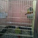 새집만석꾼 이미지