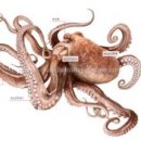 알았당개 이미지