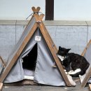 런던 애견하우스 | 양평 베이커리카페 추천 하우스베이커리 빵 종류 미친 곳 내돈내산 후기(가평 근교)