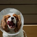 시흥24시센트럴동물의료센터 이미지