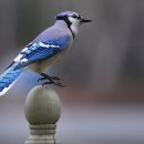 청암순대 이미지