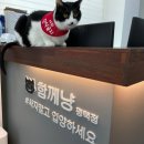 함께냥 평택점 | 안성 평택 고양이미용 : 함께냥평택점 후기