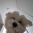 강아지랑나랑 | 당근 강아지 알바 후기 : 책임 없는 쾌락