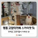 스카이캣명동2호점 | [명동] 아이와 가볼만한 곳, 귀여운 고양이들이 가득한 스카이캣카페 후기