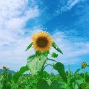 온동농장 | [당일치기고창여행]학원농장 해바라기 + 풍천장어 연기식당 ❁❛ڡ❛❁