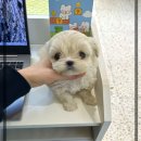 퍼피애견샵 이미지