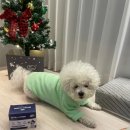 맥스농장 | 강아지 영양제 간식처럼 먹기 좋은 SBS TV 동물농장 벨라맥스 비어헤페 후기