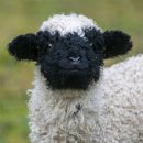 몽그르르 이미지