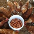 백전농장 이미지