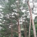 소나무와황토민박 이미지