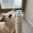 더 스마일독 | 심플리독 쓰담쓰담 캠페인 후기｜강아지 위생관리 필수템 사용기