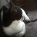 반월동물병원 이미지