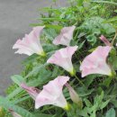 첼로 (행복한 첼로) 이미지