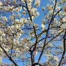 천변공원 화장실 이미지