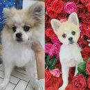 펫플러스라이프 이미지