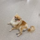 고마워 강아지 이미지