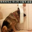 우리애견 이미지