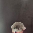 루이스독 이미지