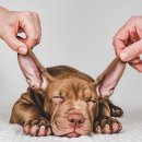 마음편한동물메디컬센터 이미지