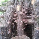 골짜기농장 이미지