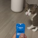 맑은솔이비인후과의원 | 집사 병원 다녀왔어요(안 건강함)