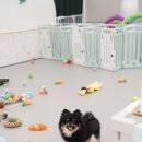 퍼피가든 이미지