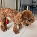 독살롱 다듬 이미지