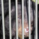 웅담농장 이미지