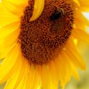 화장농장 이미지