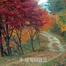 느린꼬부랑길 이미지