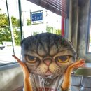 해물고모찜 이미지