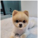 경주애견미용 애견미용 꿈을 응원하는 신해인펫아카데미 후기