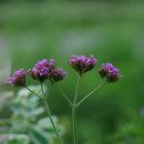 버들한의원 이미지