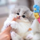 캣프렌즈 이미지