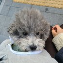 담담 그루밍 샵 이미지