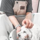 로얄 펫살롱 이미지