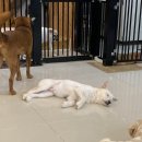 도로시지켜줄개 이미지