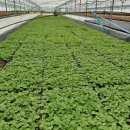 한빛 꽃농원 이미지