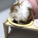 댕댕수라간 이미지