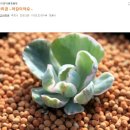 #3 - 쫄지마~~ 컷팅된 금땡이...어찌 관리할까? 마리아금, 엘크혼금철화, 마리아금철화, 창금 이미지