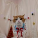 댕냥이살롱 이미지