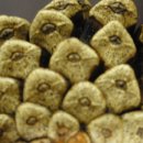 경산아지매 이미지