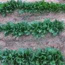 박상민농장 이미지