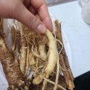 백세산삼